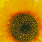 Sunflower Baby Shower Decor
